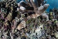 Epaulette Shark Among Corals