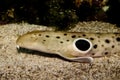 Epaulette Shark Portrait