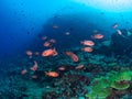 Epaulette soldierfish against a blue background Royalty Free Stock Photo