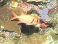 Epaulette Soldierfish Myripristis kuntee Royalty Free Stock Photo