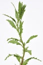 Epazote Plant