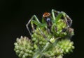 The epeus flavobilineatus spider.