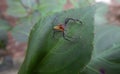 Epeus jumping spider on a green leaf Royalty Free Stock Photo