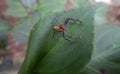 Epeus jumping spider on a green leaf