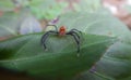 Epeus jumping spider on a green leaf Royalty Free Stock Photo