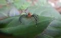 Epeus jumping spider on a green leaf