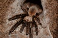 Ephebopus murinus female Royalty Free Stock Photo