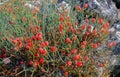 Ephedra distachya, Female plant with ripe cones Royalty Free Stock Photo