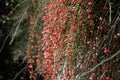 Ephedra (Ephedra sinica)