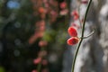 Ephedra (Ephedra sinica)