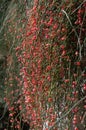 Ephedra (Ephedra sinica) Royalty Free Stock Photo