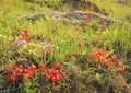 Ephedra equisetina on Lake Baikal.