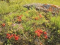 Ephedra equisetina on Lake Baikal.