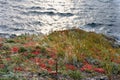 Ephedra horsetail, lat. Ephedra equisetina Bge., plant with beneficial healing properties