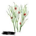 Ephedra ma huang sinica Chinese ephedra isolated digital art illustration. Ma Huang green plant used in herbal medicine Royalty Free Stock Photo