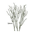 Ephedra ma huang sinica Chinese ephedra isolated vector illustration. Ma Huang green plant used in herbal medicine and cosmetics, Royalty Free Stock Photo