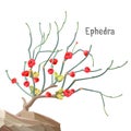 Ephedra widespread tree growing in stone, joint-pine, jointfir,