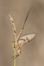 Ephemera glaucops mayfly delicate insect with silky wings perched on plant at sunrise