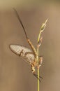 Ephemera glaucops mayfly delicate insect with silky wings perched on plant at sunrise