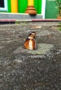 Ephemeral Beauty: Butterfly Resting on Concrete Floor