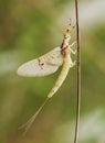 Ephemeral common mayfly species find these precious and delicate insects near bodies of water