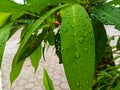 Ephemeral Elegance: The Aesthetics of Water Droplets on Leaves