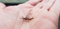 An ephemeral fly perched on the fingers of one hand before taking flight Royalty Free Stock Photo
