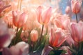 Ephemeral Majestic blossom tulips. Generate Ai