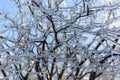 Ephemeral phenomenon of Ice-covered branches