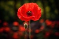 Ephemeral Red poppy flower. Generate Ai