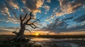 Ephemeral Sunset: The Embrace of an Ancient Oak Royalty Free Stock Photo