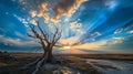 Ephemeral Sunset: The Embrace of an Ancient Oak Royalty Free Stock Photo