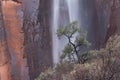 Ephemeral waterfall flows over sandstone cliffs behind pinyon pine tree