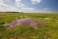 The ephemeral wetland on the field. Small temporary pond in the agricultural landscape