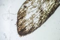 Ephestia elutella, wing of grain moth with scales macro close up under the light microscope Royalty Free Stock Photo