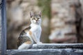 Ephesus Ancient city and cat, Izmir Turkey Royalty Free Stock Photo