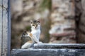 Ephesus Ancient city and cat, Izmir Turkey Royalty Free Stock Photo