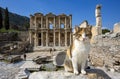 Ephesus historical ancient city and cat. Izmir / Turkey Royalty Free Stock Photo