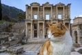 Ephesus historical ancient city and cat. Izmir / Turkey Royalty Free Stock Photo