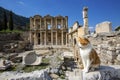 Ephesus historical ancient city and cat. Izmir / Turkey Royalty Free Stock Photo