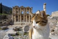 Ephesus historical ancient city and cat. Izmir / Turkey Royalty Free Stock Photo