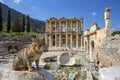 Ephesus historical ancient city and cat. Izmir / Turkey Royalty Free Stock Photo