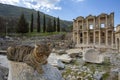 Ephesus historical ancient city and cat. Izmir / Turkey Royalty Free Stock Photo