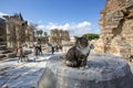 Ephesus historical ancient city and cat. Izmir / Turkey Royalty Free Stock Photo