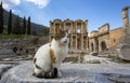 Ephesus historical ancient city and cat. Izmir / Turkey Royalty Free Stock Photo