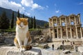 Ephesus historical ancient city and cat. Izmir / Turkey Royalty Free Stock Photo