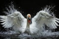 Epic action shot of a swan flapping its wings in the water, splashing water on a black background from a low angle view with dyna