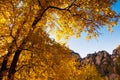Epic Arizona South West fall trees changing of color, Sedona.
