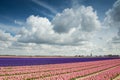 Epic clouds over the hyacinth fields in Holland Royalty Free Stock Photo