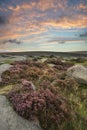 Epic colorful landscape view of late Summer heather in Peak District around Higger Tor at sunrise